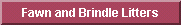 click here to go to the fawn/brindle links page